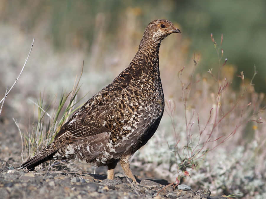 Wildes Auerhuhn in natürlichem Lebensraum