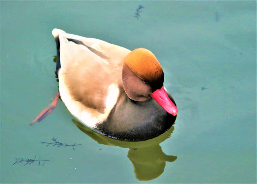Pato Pochard de Bico Vermelho Nadando