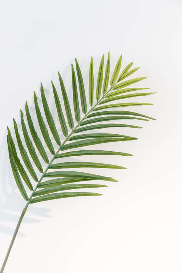 Umparaíso tropical de folhas de palmeira.