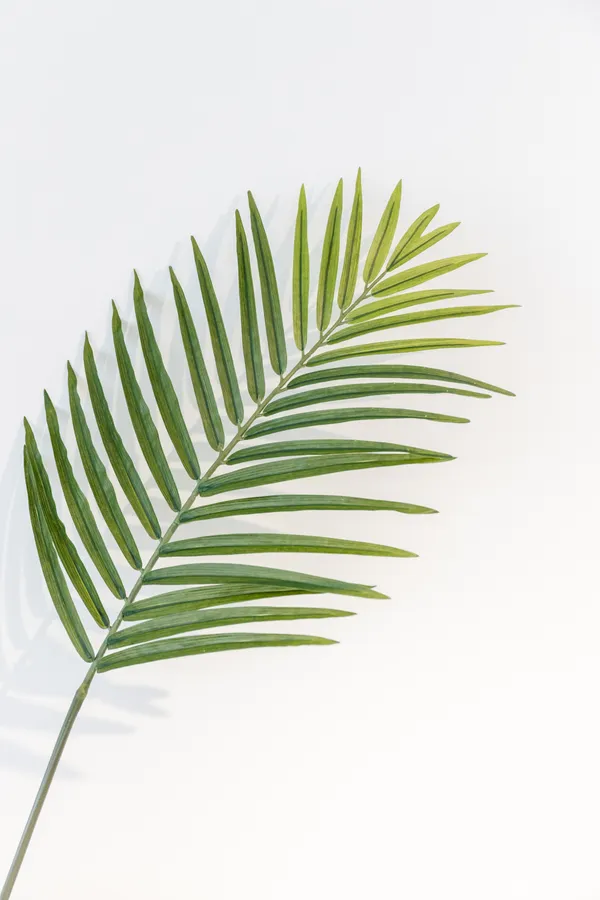 Palm Leaves Background