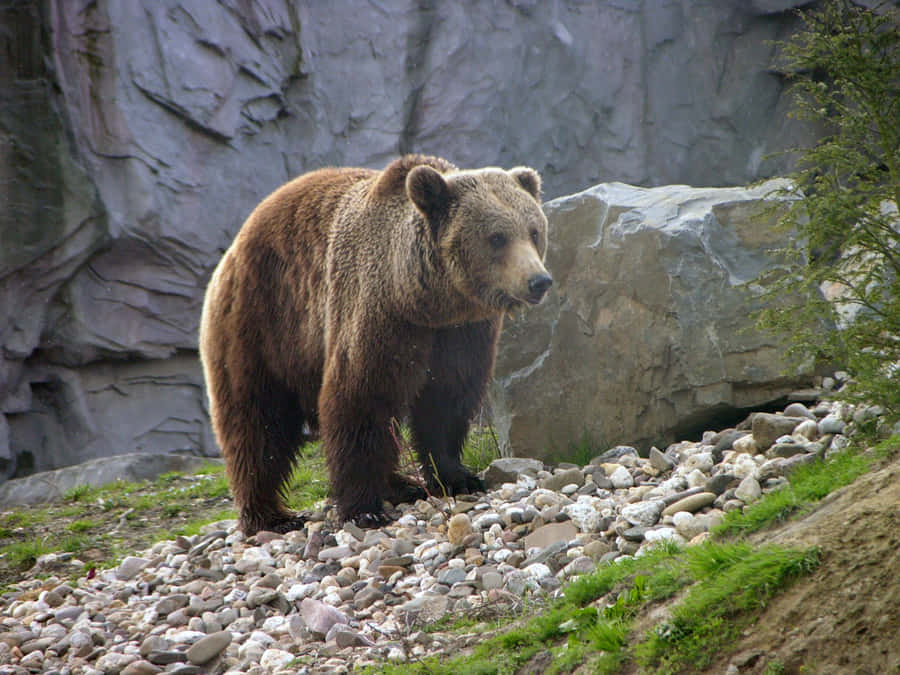 Unostrano elefante osserva allo zoo.