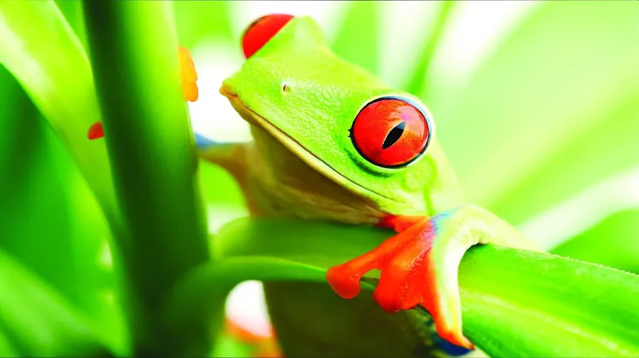 Frog pictures