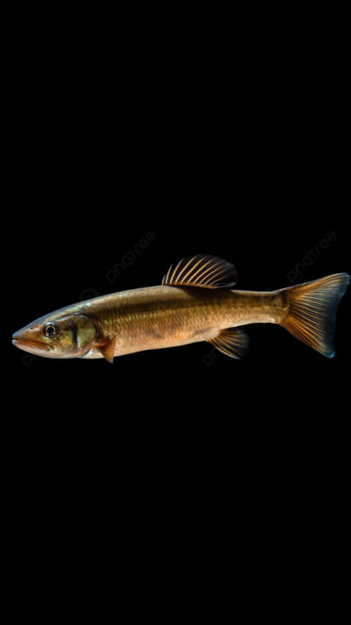 Pesce Bowfin su Sfondo Nero