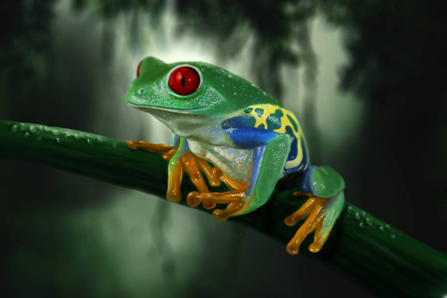 Multi-colored Frog On Stem wallpaper