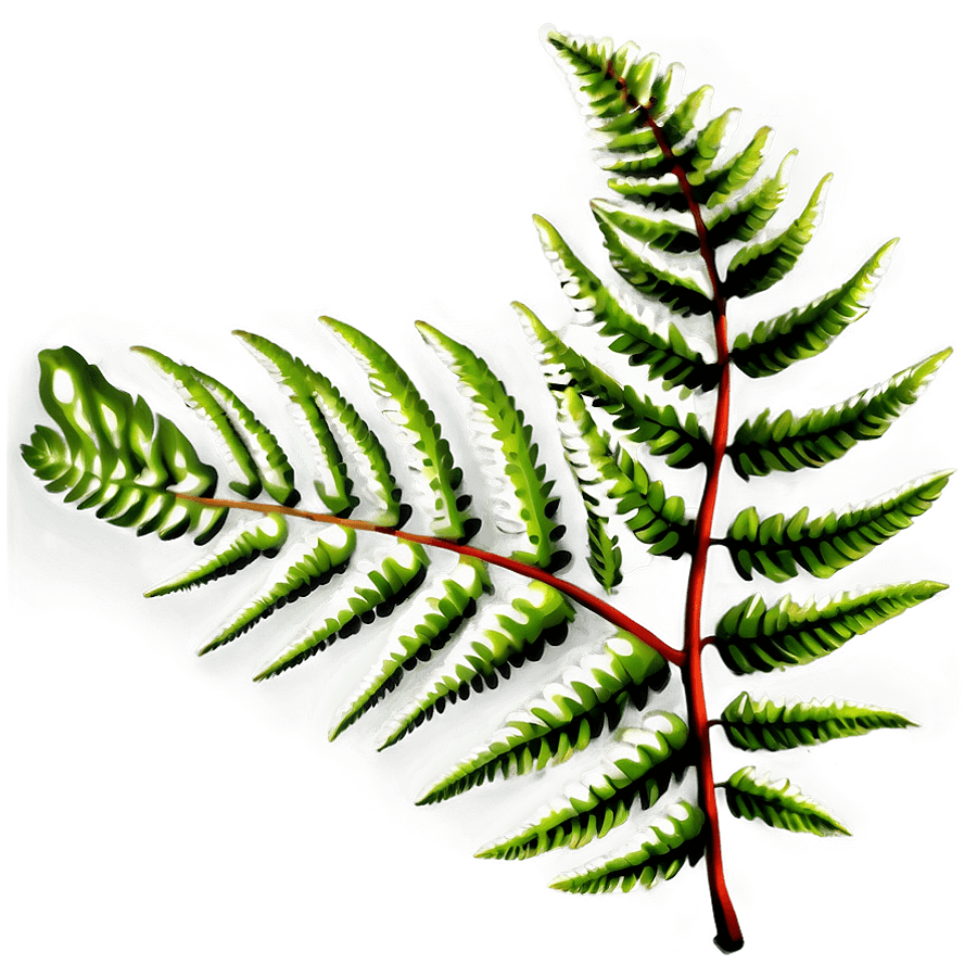 Fern Composition PNG uha