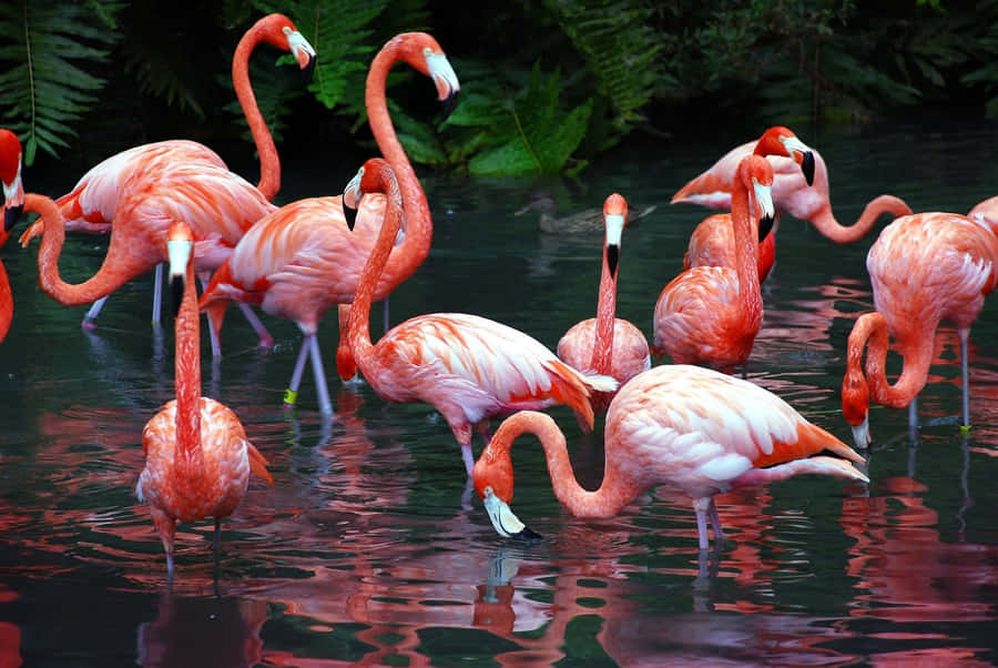Reunião de Flamingos em Santuário