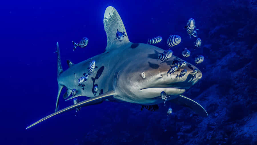 Strategie di Investimento di Shark Tank