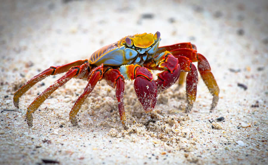 Caranguejo Colorido na Praia de Areia