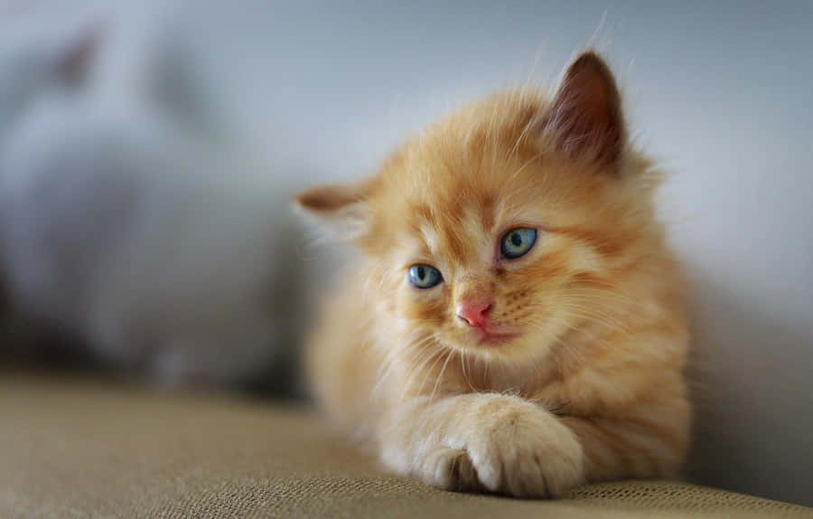 Sad Cat Billeder 1332 x 850