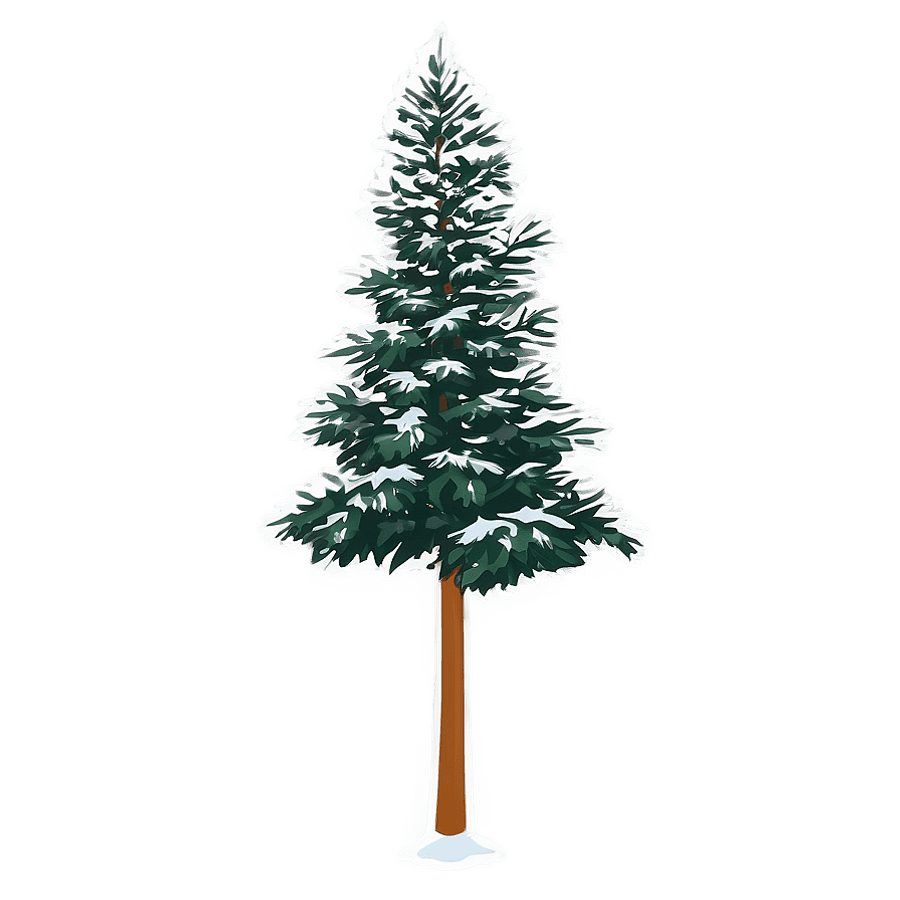 Tall Evergreen Tree PNG 06212024