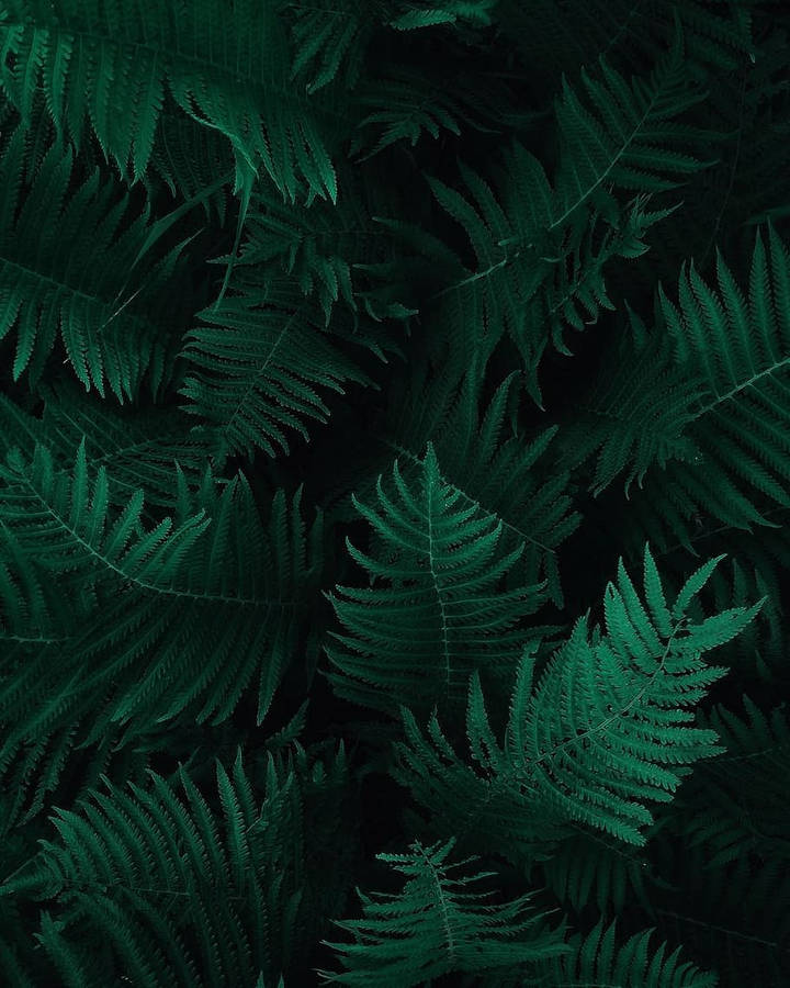 Tanaman Daun Paku Hijau Gelap