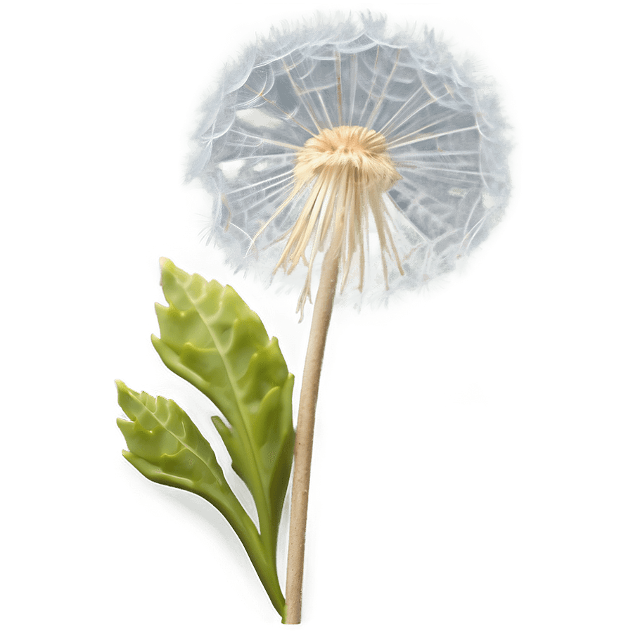 Dandelion in Blue Sky PNG sfn36