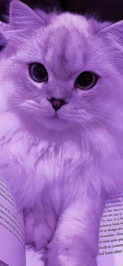 Gatto Fluffy Color Viola