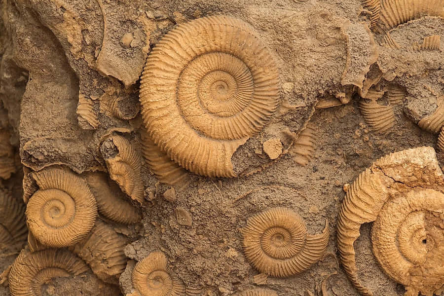 Ammonites Fossilizados em Formação Rocosa
