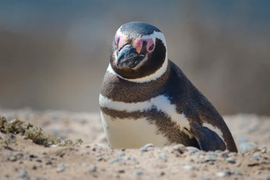 Magellan-Pinguin auf sandigem Boden