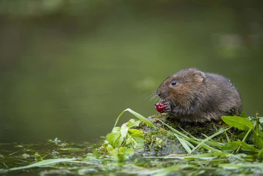 Wühlmaus schlemmt Beeren