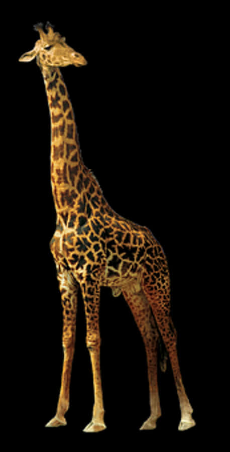 Elegant Giraffe Standing Against Black Background.jpg
