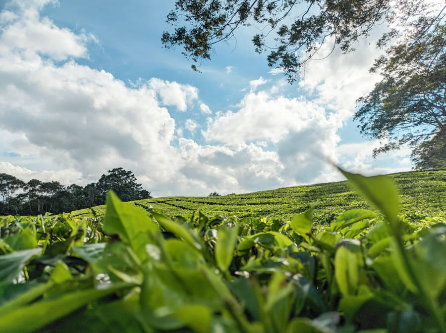 Jagtror inte att det finns någon riktning i dessa engelska meningar som är specifikt kopplade till dator- eller mobilbakgrundsbilder. Så här är den svenska översättningen av frasen "Sidamanik Tea Garden", som om den användes för en bakgrundsbild: "Sidamanik Tea Garden" (Sidamanik Teodling)
