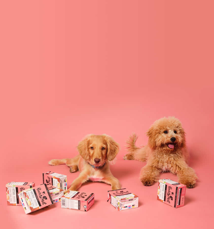 Cuccioli con Sfondo Rosa e Scatole