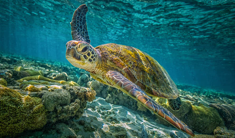 Tartaruga Marinha Caretta Nadando