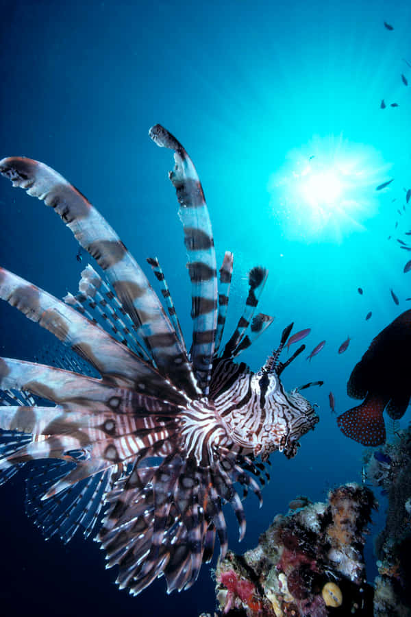 Pesce Leone Rosso Sottomarino Maestoso