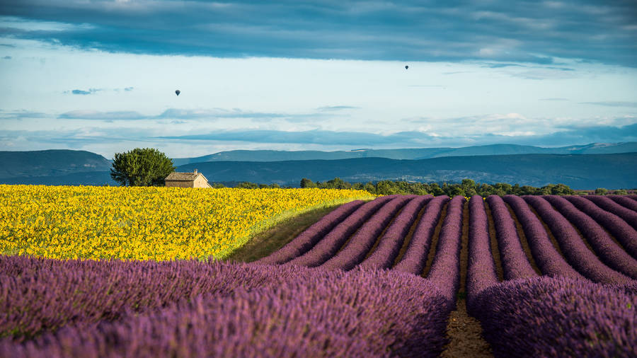 Gul og lavendel Skrivebord
