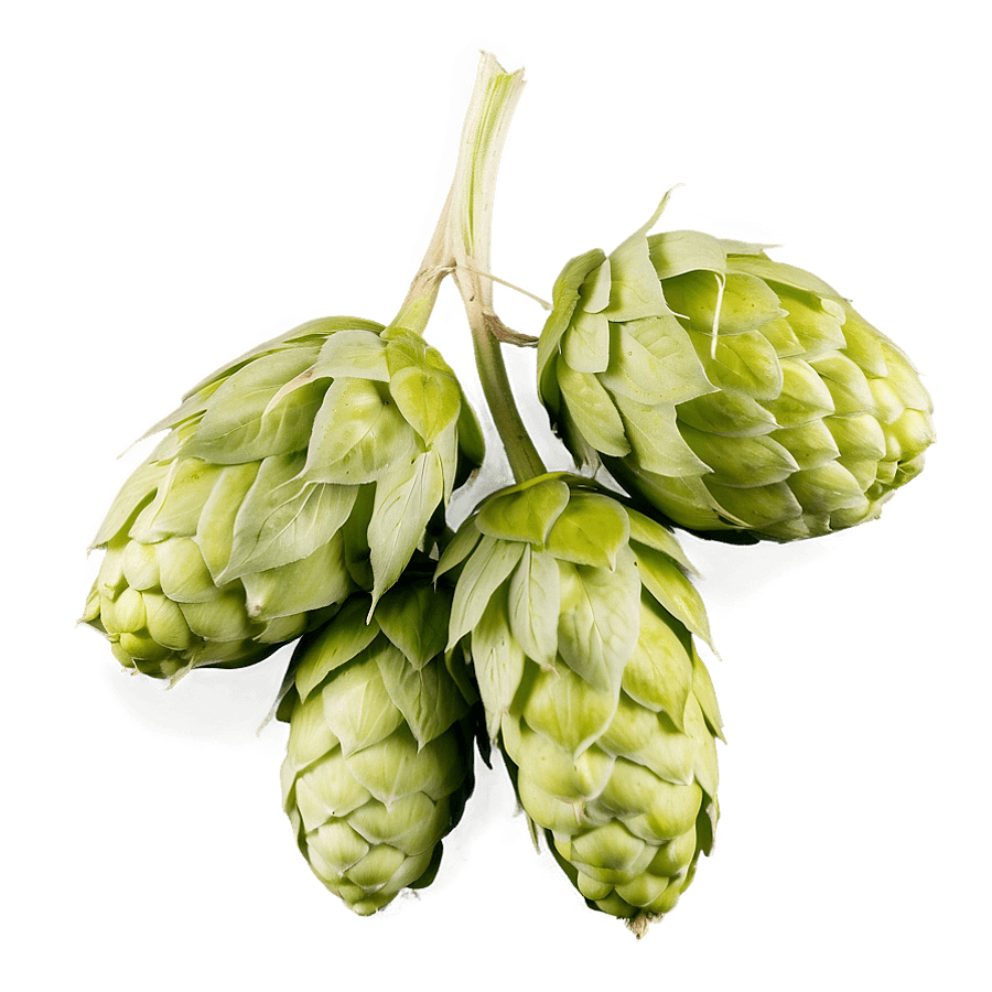Bitter Hops Variety PNG 21