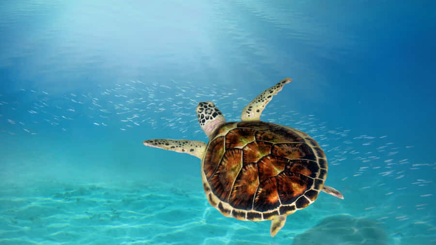Serenidade Subaquática da Tartaruga Marinha