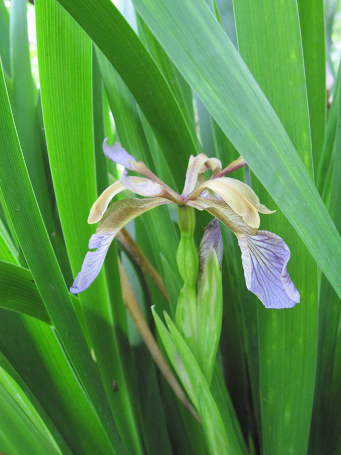 Jagtror att du menar "Foetidissima Iris Flower" som en möjlig bakgrundsbild för datorn eller mobilen. På svenska skulle det översättas till "Foetidissima irisblomma". Det skulle vara en ovanlig men intressant val av bakgrundsbild.