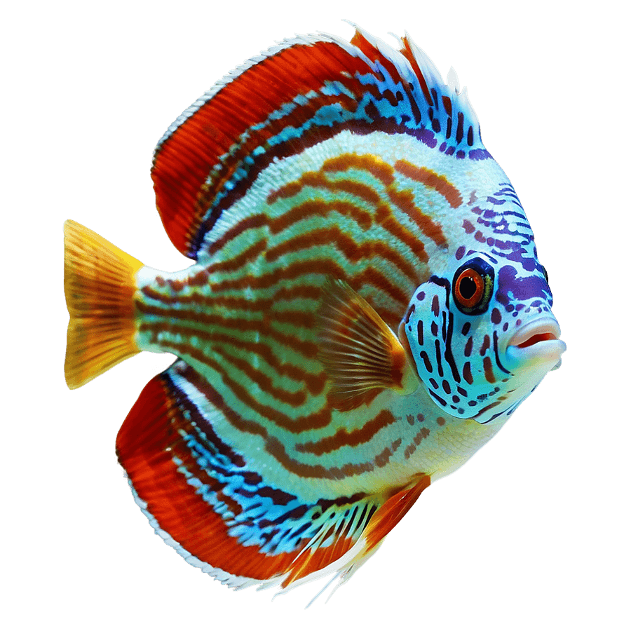 Discus Fish Transparent PNG uyb