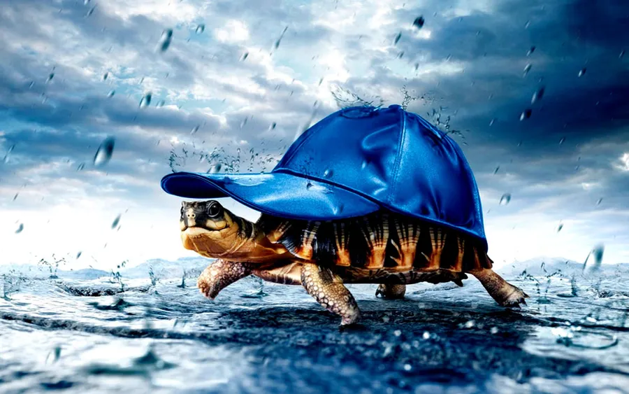 Turtle Background