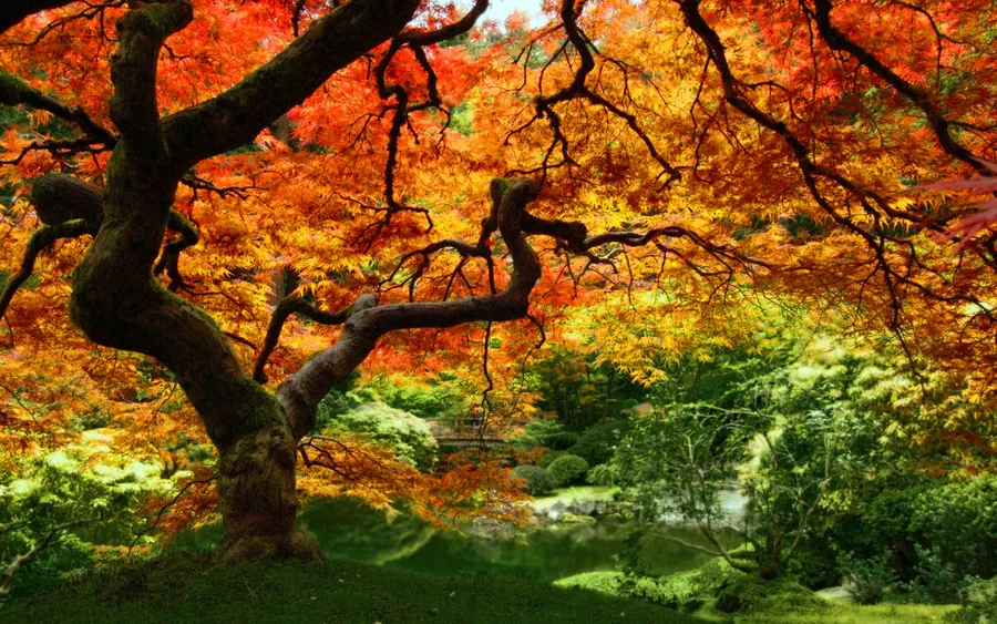 Fall Leaf Background
