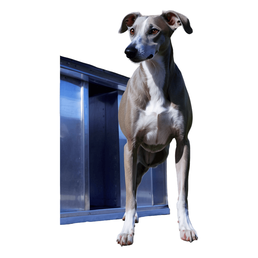 Welcoming Whippet PNG 96