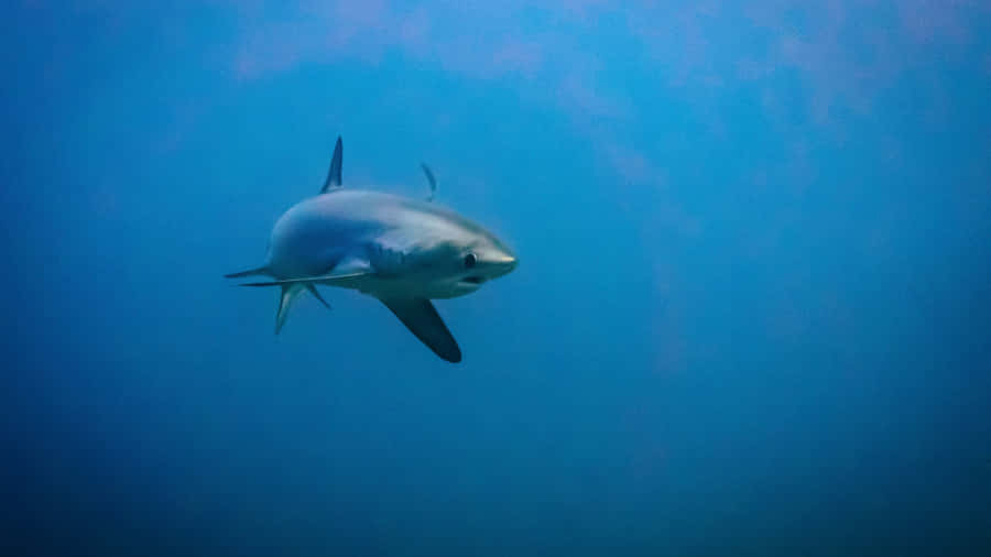 Thresherhai schwimmt unter Wasser