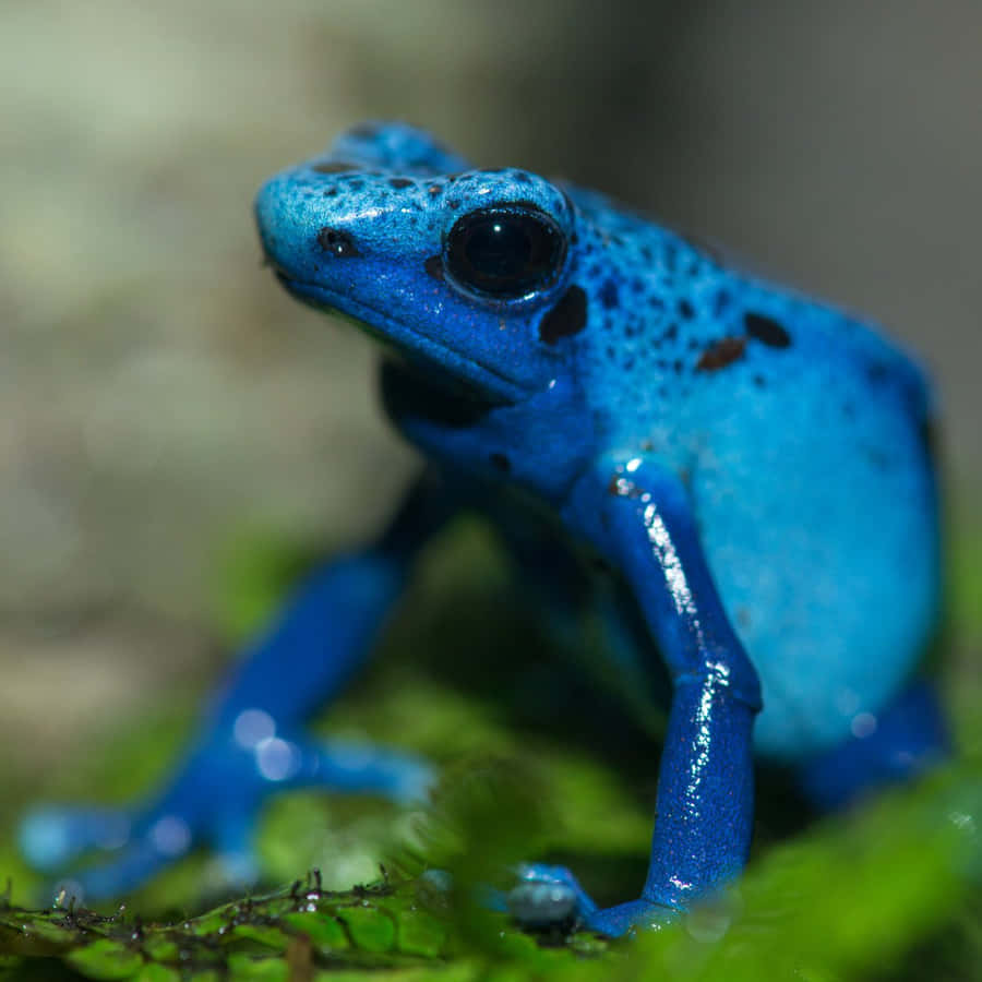 Lebendige blaue Pfeilgiftfrosch Nahaufnahme