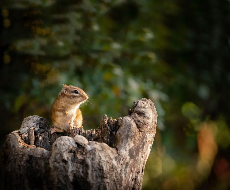 chipmunk Pictures
