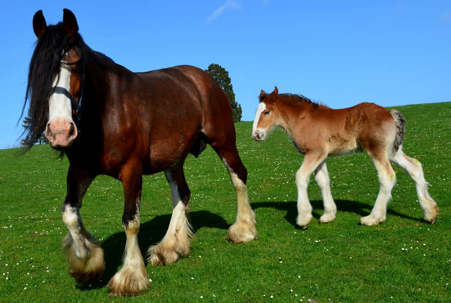 Majestætisk Clydesdale Hest Stående i en Eng