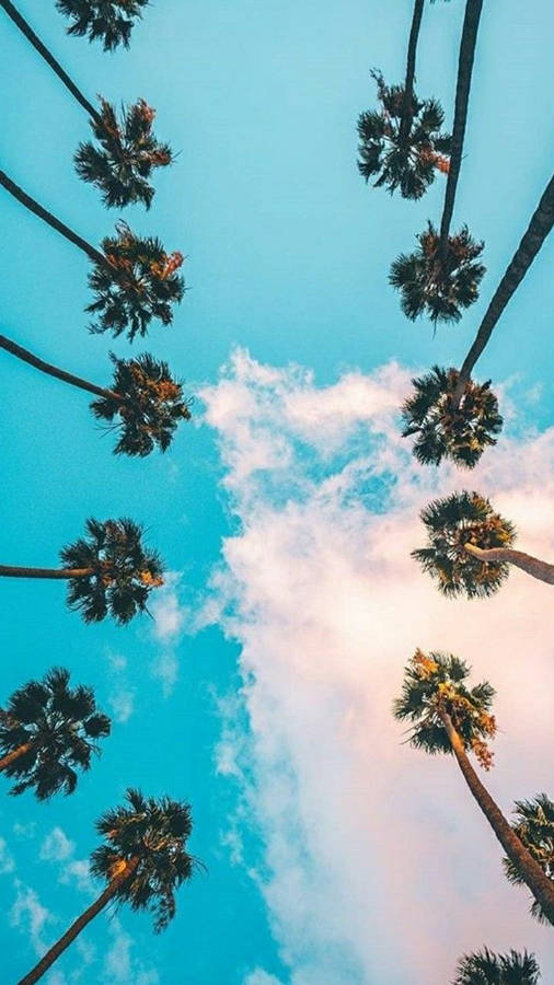 Palm Trees Symmetrical View