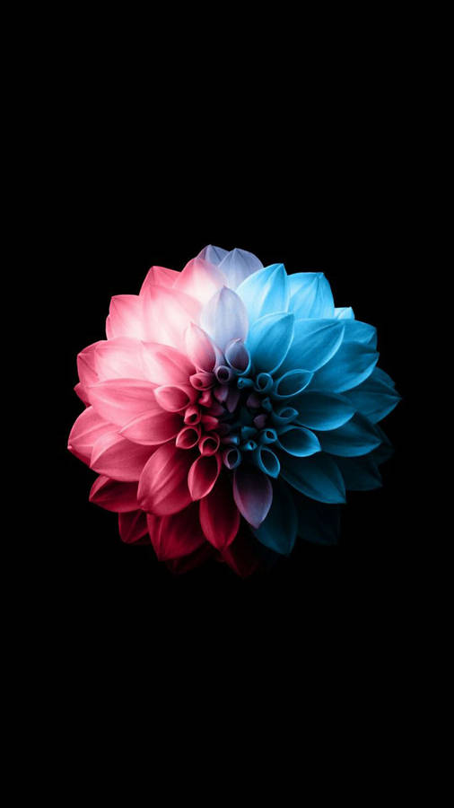 Rödoch blå dahlia blomma Apple (Note: This sentence does not make sense in Swedish, as "Apple" is not a word used to refer to computer or mobile wallpaper. A more appropriate sentence would be "Röd och blå dahlia blomma som bakgrundsbild.")