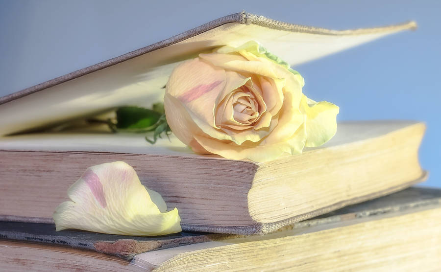 Pagina del libro Estetica rosa