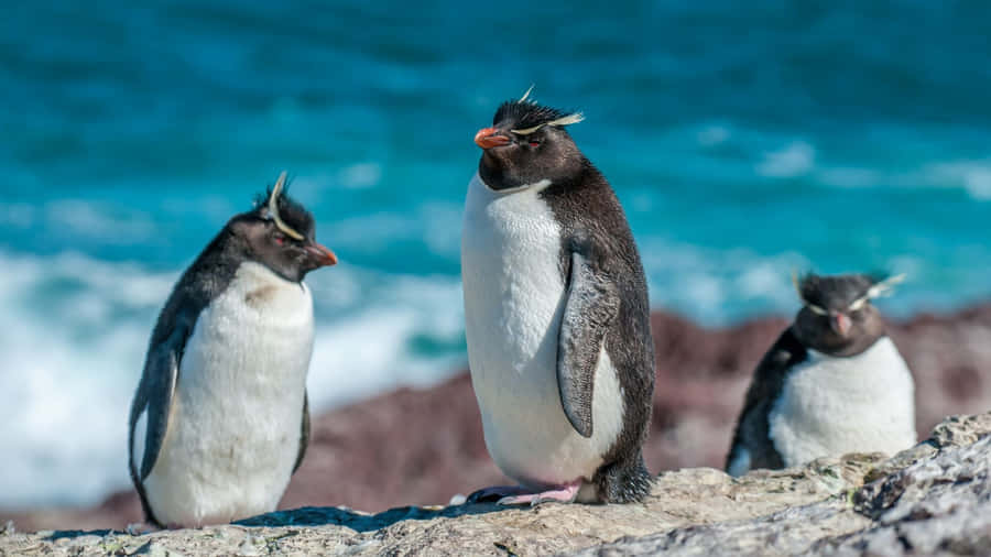 Pinguins Rockhopper em Reunião à Beira-Mar