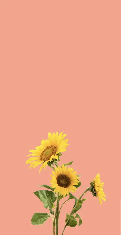 Sunflower Background
