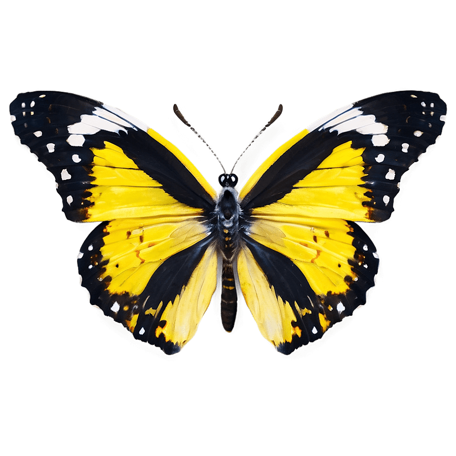yellow butterfly d