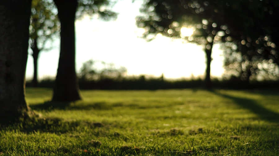 Nature Blur background