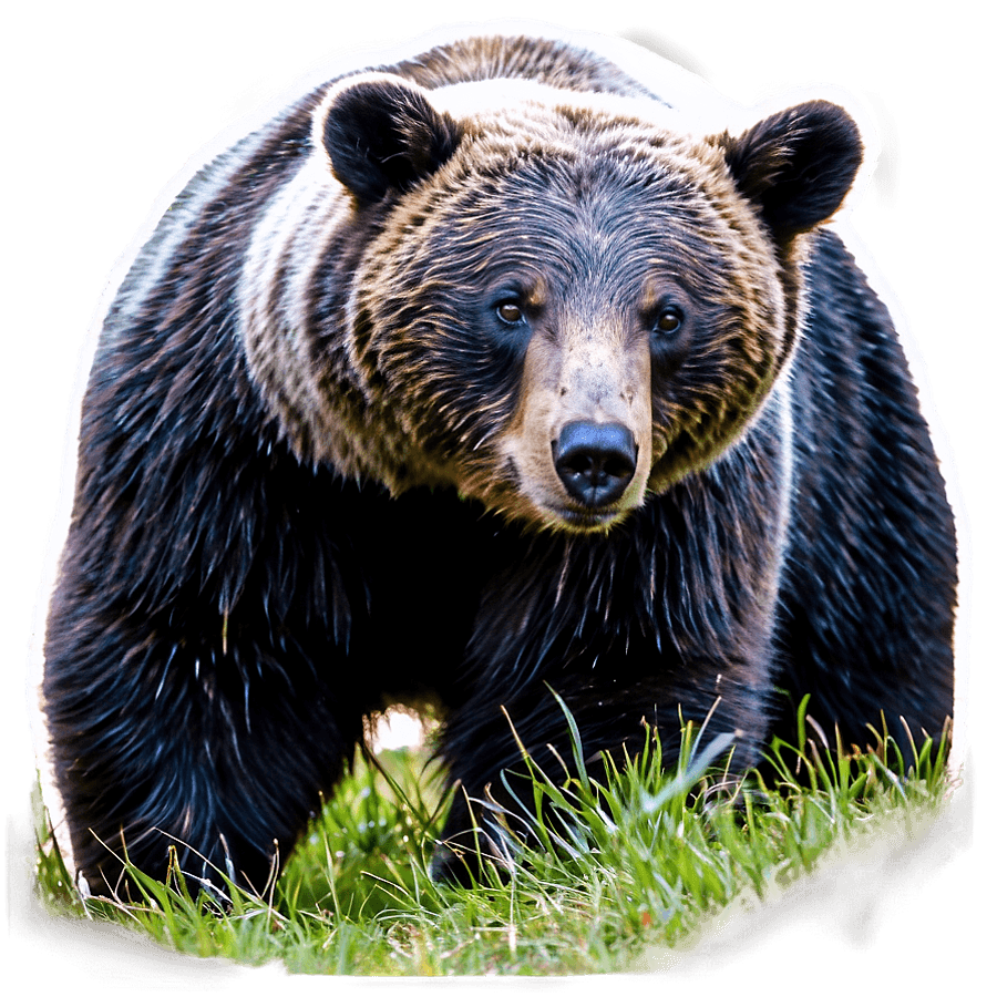 Majestic Black Bear Walking PNG 06122024