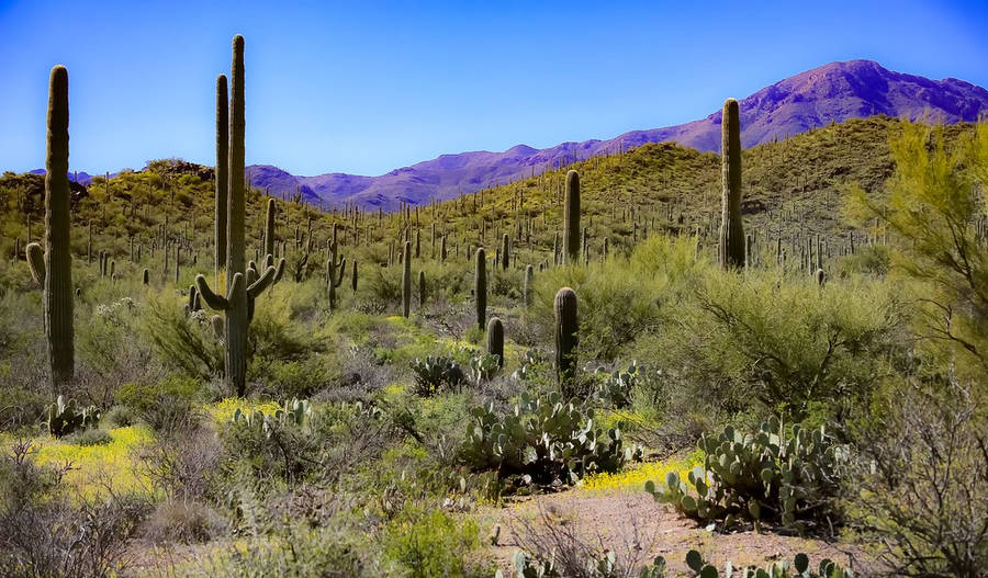 Desertode Sonora em Tucson, Arizona.