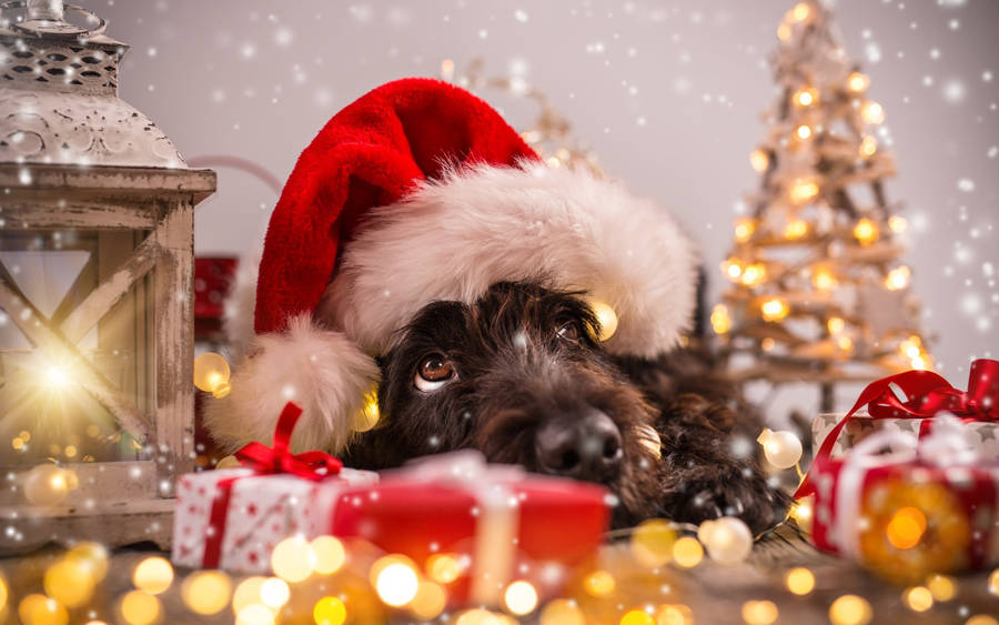Bellissimo ritratto di cucciolo di Natale