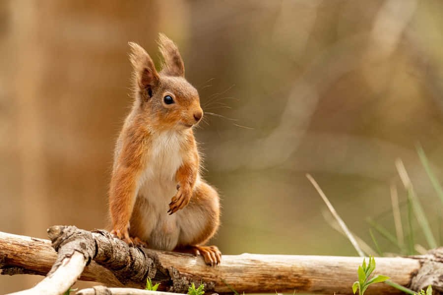 Wachsam roter Eichhörnchen auf Ast.jpg