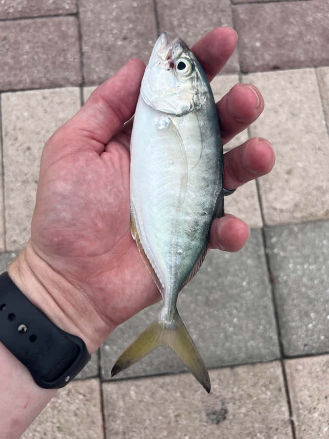 Peixe Blue Runner em Mão