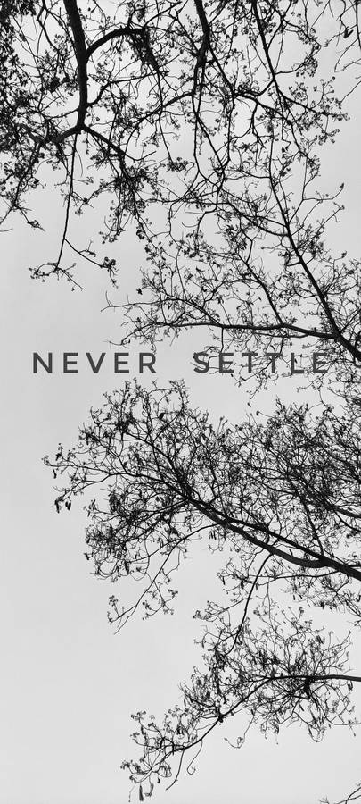 Never Settle White Black Tree